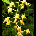 Catasetum-discolor 03