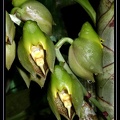 Catasetum-macrocarpum 01