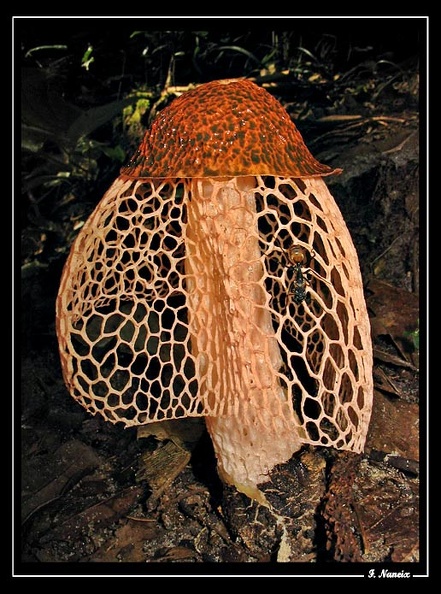 Champi-02.jpg