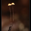 Champignon-X 5