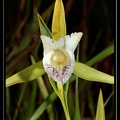 cleistes-rosea 1