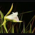 cleistes-rosea 2