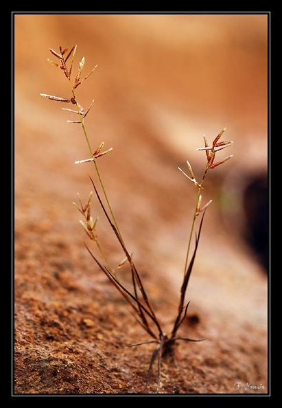 Cyperaceae-X.jpg