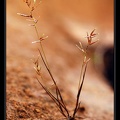 Cyperaceae-X