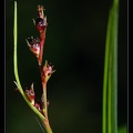 Cyperaceae-X2