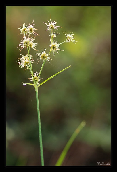Cyperaceae-X3.jpg