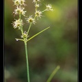 Cyperaceae-X3