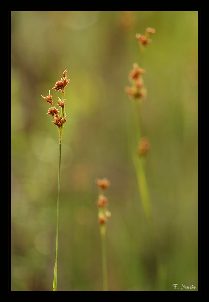 Cyperaceae-X_2.jpg