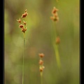 Cyperaceae-X 2