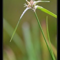 Dichromena-ciliata