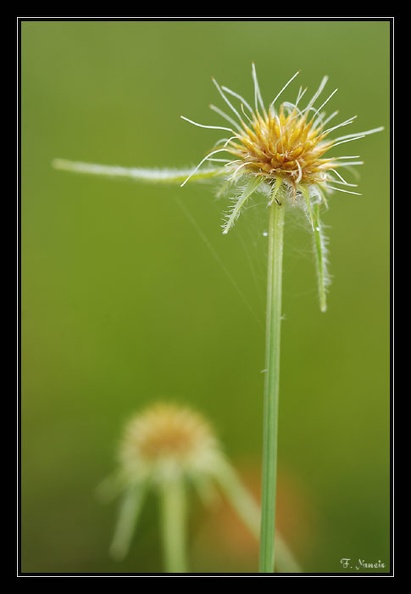 Rhynchosporasp-2.jpg