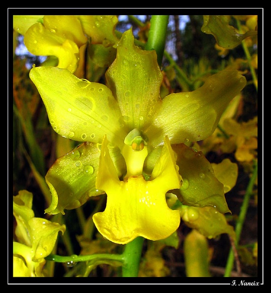 Cyrtopodium-andersonii.jpg