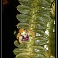 Dichaea-muricata-3