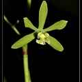 Encyclia-ceratistes 1