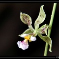 Encyclia-granitica 02