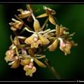 Epidendrum-anceps 05