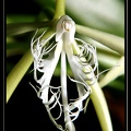 Epidendrum-ciliare 03