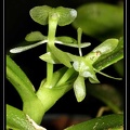 Epidendrum-difforme 01