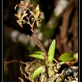 Epidendrum-microphyllum 02