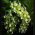 Epidendrum-paniculatum 01