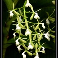 Epidendrum-paniculatum 02