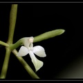 Epidendrum-purpurascens 02