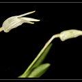 Masdevallia-minuta