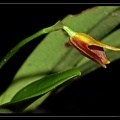 Masdevallia-norae