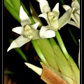 Maxillaria-alba-02