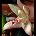 Maxillaria-cf-rufescens-01