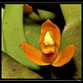 Maxillaria-discolor-03
