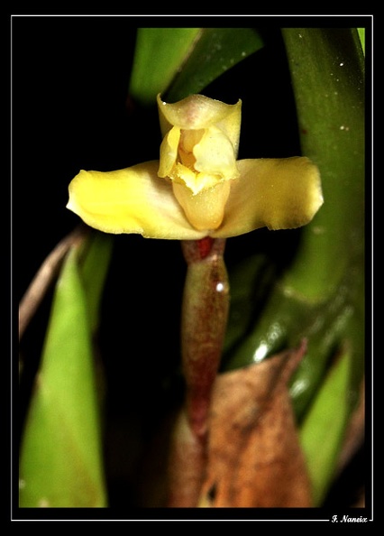 Maxillaria-parkeri-04.jpg