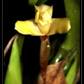Maxillaria-parkeri-04