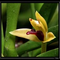 Maxillaria-superflua-05