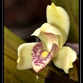 Maxillaria-violaceopunctata-06