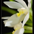 maxillaria-camaridii