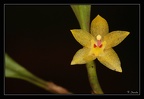 Octomeria-surinamensis 4