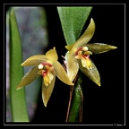 Octomeria
