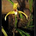 maxillaria-picta