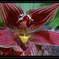Paphinia
