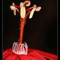 passiflora-cf-coccinea-2