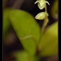 pleuroth-sp