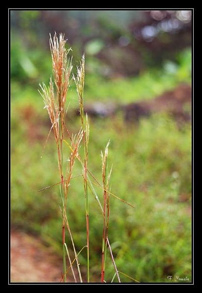 Andropogon-cf-bicornis.jpg