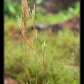 Andropogon-cf-bicornis