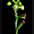 Polystachya-foliosa