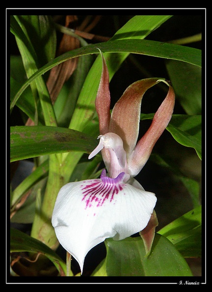 Z-labiosum_1.jpg