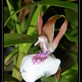 Z-labiosum 1