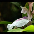 Z-labiosum 2