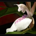 Z-labiosum 3