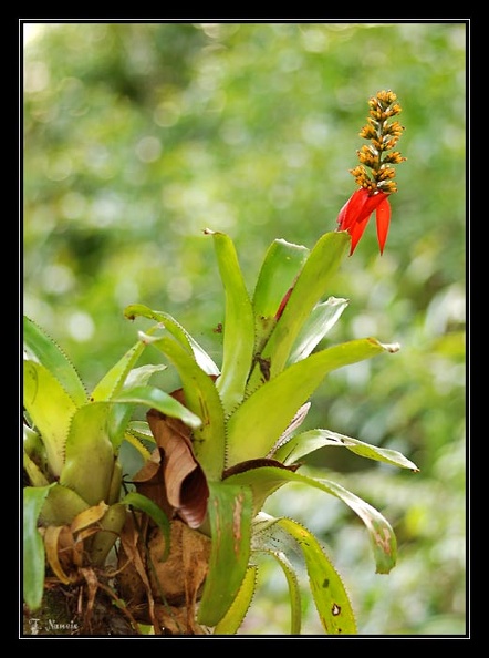 BromeliaceeX1.jpg